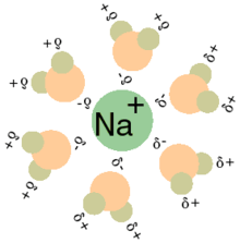 Solvation of a cation by water.